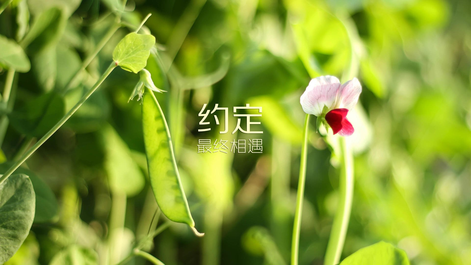 摩纳哥客场逆袭，成功晋级下一轮，摩纳哥视频介绍